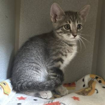 Rescue Domestic Short Hair Cats for Adoption in Austin, Texas - Philosopher | PetCurious