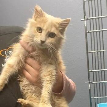 Rescue Domestic Long Hair Cats for Adoption in Nevada, Missouri - Tessa | PetCurious