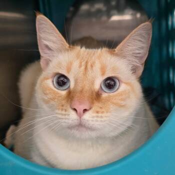 Siamese Cats Available for Adoption in Williston, Florida - Salt | PetCurious