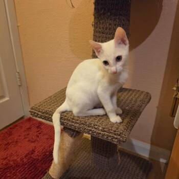 Sugar Cookie -  Domestic Short Hair Cat for Adoption in Houston, Texas - Sugar Cookie | PetCurious