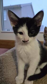 Domestic Short Hair Cats Available for Adoption in Union Grove, Wisconsin - Moe | PetCurious