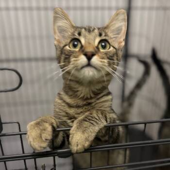 Rescue Domestic Short Hair Cats for Adoption in Rochester, Minnesota - Moonloon | PetCurious