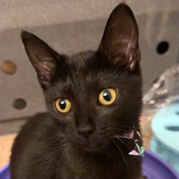 Liv 5847 C -  Domestic Short Hair Cat for Adoption in Frankfort, Kentucky - Liv 5847 C | PetCurious