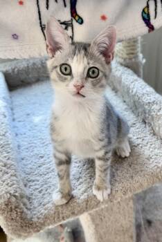 Sylvie -  Domestic Short Hair Cat for Adoption in West Palm Beach, Florida - Sylvie | PetCurious