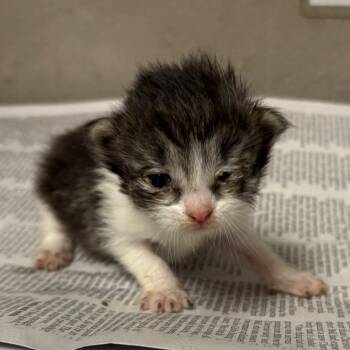 Mandi -  Domestic Short Hair Cat for Adoption in Yuma, Arizona - Mandi | PetCurious