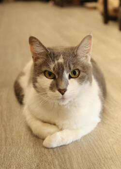 Domestic Short Hair Cats Available for Adoption - Dixon | PetCurious