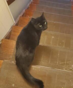 Rescue Domestic Short Hair Cats for Adoption in Frederick, Maryland - Jinxy | PetCurious