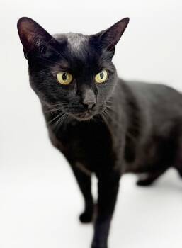 Bombay Cats Available for Adoption in Bedford Hills, New York - Pitch Is Literally THERAPY Kitty PURRFECTION!! VIDEOS Of Our Lic | PetCurious