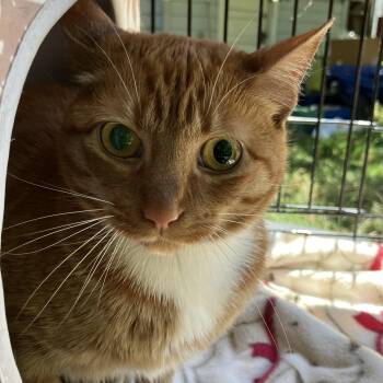 Peaches -  Domestic Short Hair Cat for Adoption in Oakland, California - Peaches | PetCurious