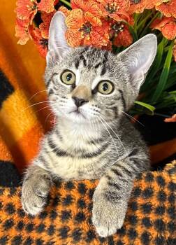 5/12/26 Cara -  Domestic Short Hair Cat for Adoption in Stillwater, Oklahoma - 5/12/26 Cara | PetCurious