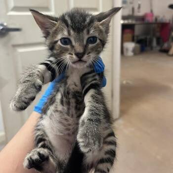 Superman -  Domestic Short Hair Cat for Adoption in Edinburg, Texas - Superman | PetCurious