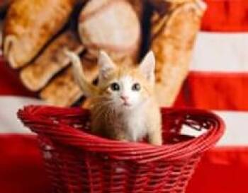 Olson -  Domestic Short Hair Cat for Adoption in Lexington, Kentucky - Olson | PetCurious