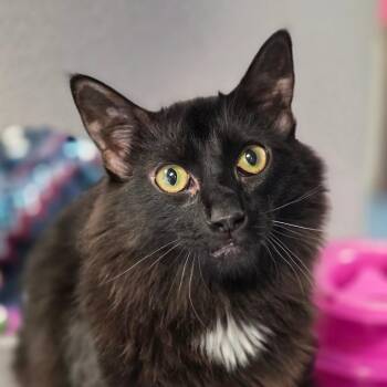 Domestic Medium Hair Cats Available for Adoption - Tempo | PetCurious