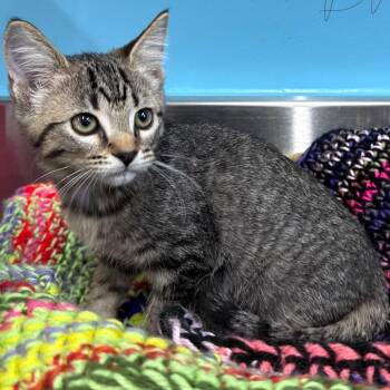Buttons -  Domestic Short Hair Cat for Adoption in Mount Vernon, Indiana - Buttons | PetCurious