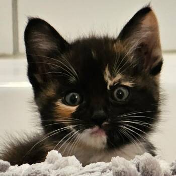 Calico Cats Available for Adoption in Pasco, Washington - Violet | PetCurious