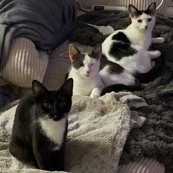 Provolone -  Domestic Short Hair Cat for Adoption in Asheville, North Carolina - Provolone | PetCurious