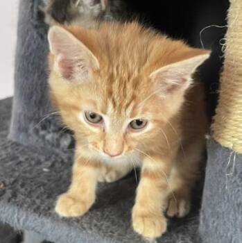 Tabby and Domestic Short Hair Cats Available for Adoption in Vaughan, Ontario - Fawn (bonded With Iridessa) | PetCurious