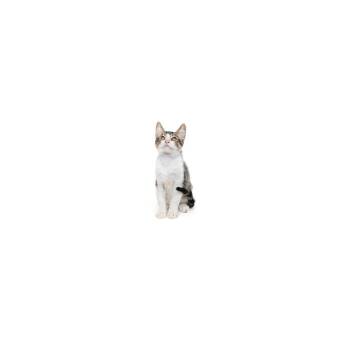 Bo -  Domestic Short Hair Cat for Adoption in Los Angeles, California - Bo | PetCurious
