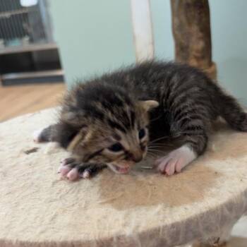 Styx -  Domestic Short Hair Cat for Adoption in Livingston, Texas - Styx | PetCurious
