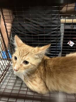 MEEP -  Domestic Medium Hair Cat for Adoption in Long Beach, California - MEEP | PetCurious