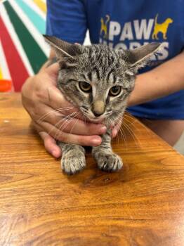 Maliah -  Domestic Short Hair Cat for Adoption in Thousand Oaks, California - Maliah | PetCurious