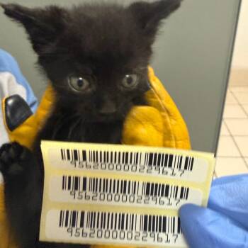 Mater -  Domestic Medium Hair Cat for Adoption in Charleston, West Virginia - Mater | PetCurious