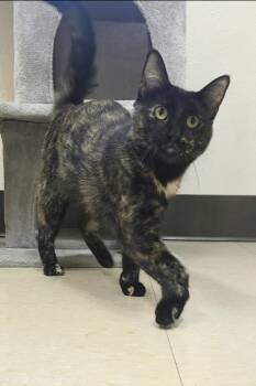 Penny -  Domestic Short Hair Cat for Adoption in Red Wing, Minnesota - Penny | PetCurious