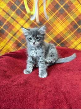 Gary -  Domestic Long Hair Cat for Adoption in Brookings, Oregon - Gary | PetCurious