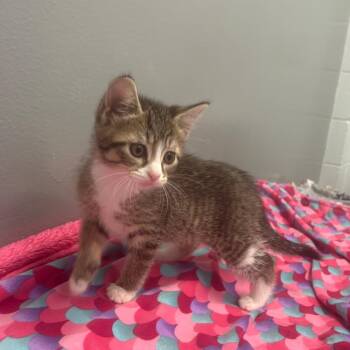 Gwinnett -  Domestic Short Hair Cat Available for Adoption - Gwinnett | PetCurious