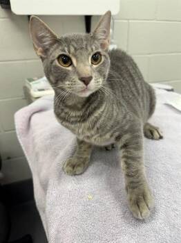 LIGHTPOST -  Domestic Short Hair Cat for Adoption in Peoria, Illinois - LIGHTPOST | PetCurious