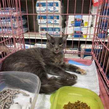 Missy Grey -  Domestic Medium Hair Cat for Adoption in Fresno, California - Missy Grey | PetCurious