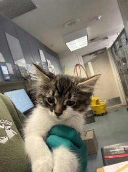 Rosalia -  Domestic Medium Hair and Domestic Short Hair Cat for Adoption in Bellevue, Washington - Rosalia | PetCurious
