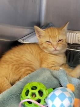 BEAUREGARD -  Domestic Short Hair Cat for Adoption in Fernandina Beach, Florida - BEAUREGARD | PetCurious
