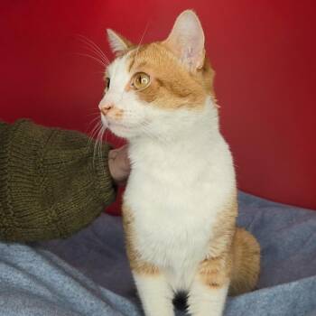 Domestic Short Hair Cats Available for Adoption - Bogey | PetCurious