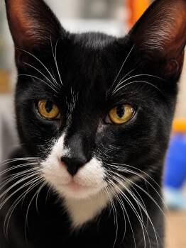 Bruce -  Tuxedo and Domestic Short Hair Cat for Adoption in Antioch, California - Bruce | PetCurious