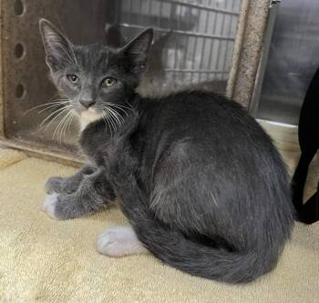 JUPITER -  Domestic Short Hair Cat for Adoption in Norco, California - JUPITER | PetCurious