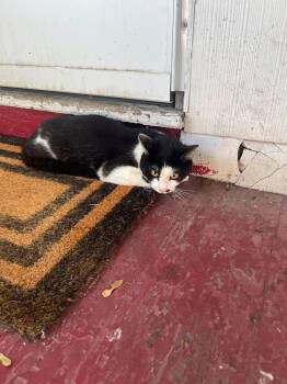 Henry -  Domestic Short Hair Cat for Adoption in Enfield, Connecticut - Henry | PetCurious