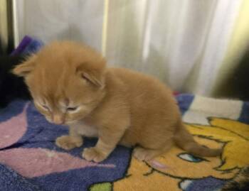 Rocco -  Domestic Short Hair Cat for Adoption in Dickson, Tennessee - Rocco | PetCurious