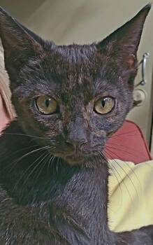 Rescue Domestic Short Hair Cats for Adoption in San Jose, California - PENNY | PetCurious