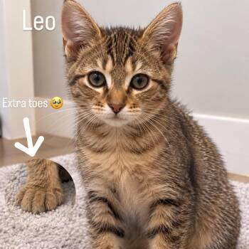Leo -  Extra Toes Cat Hemingway Polydactyl Cat for Adoption in Coral Gables, Florida - Leo | PetCurious
