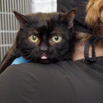 Mars -  Domestic Short Hair Cat for Adoption in Scituate, Massachusetts - Mars | PetCurious