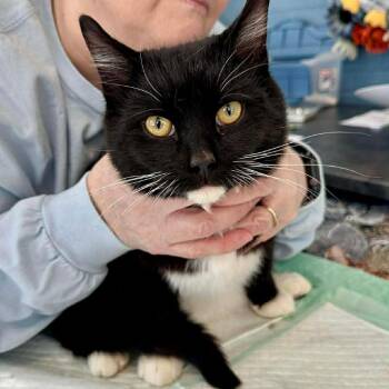 Domestic Short Hair Cats Available for Adoption - Martin | PetCurious