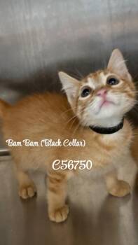 Bambam (Black Collar) -  Domestic Short Hair Cat for Adoption in Clarksville, Tennessee - Bambam (Black Collar) | PetCurious