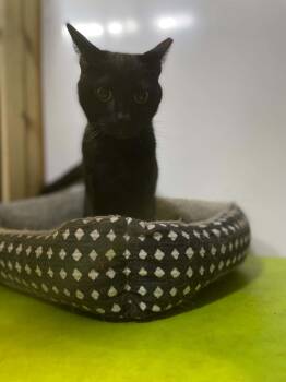 Domestic Short Hair Cats Available for Adoption in Ormond Beach, Florida - Mikey | PetCurious