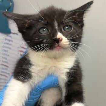 Curly Fry -  Domestic Short Hair Cat for Adoption in Columbiana, Alabama - Curly Fry | PetCurious