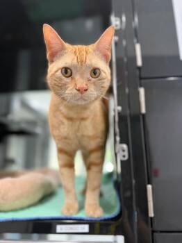 George -  Domestic Short Hair Cat Available for Adoption in Tom Bean, Texas - George | PetCurious