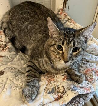 Rescue Domestic Short Hair Cats for Adoption in Moline, Illinois - Sweet Noah **UPDATED** | PetCurious