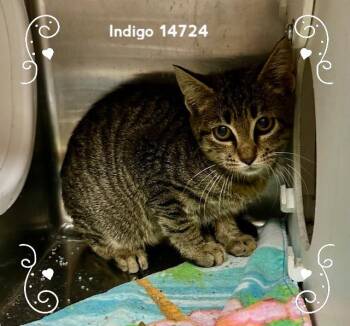 Rescue Domestic Short Hair Cats for Adoption in Marietta, Georgia - INDIGO | PetCurious