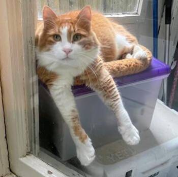 Leo -  Domestic Medium Hair and Tabby Cat for Adoption in San Francisco, California - Leo | PetCurious