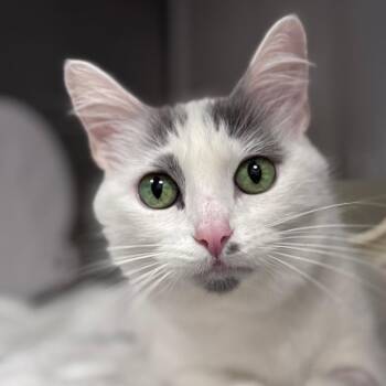 Domestic Medium Hair Cats Available for Adoption in Los Angeles, California - Ms. Maisel | PetCurious